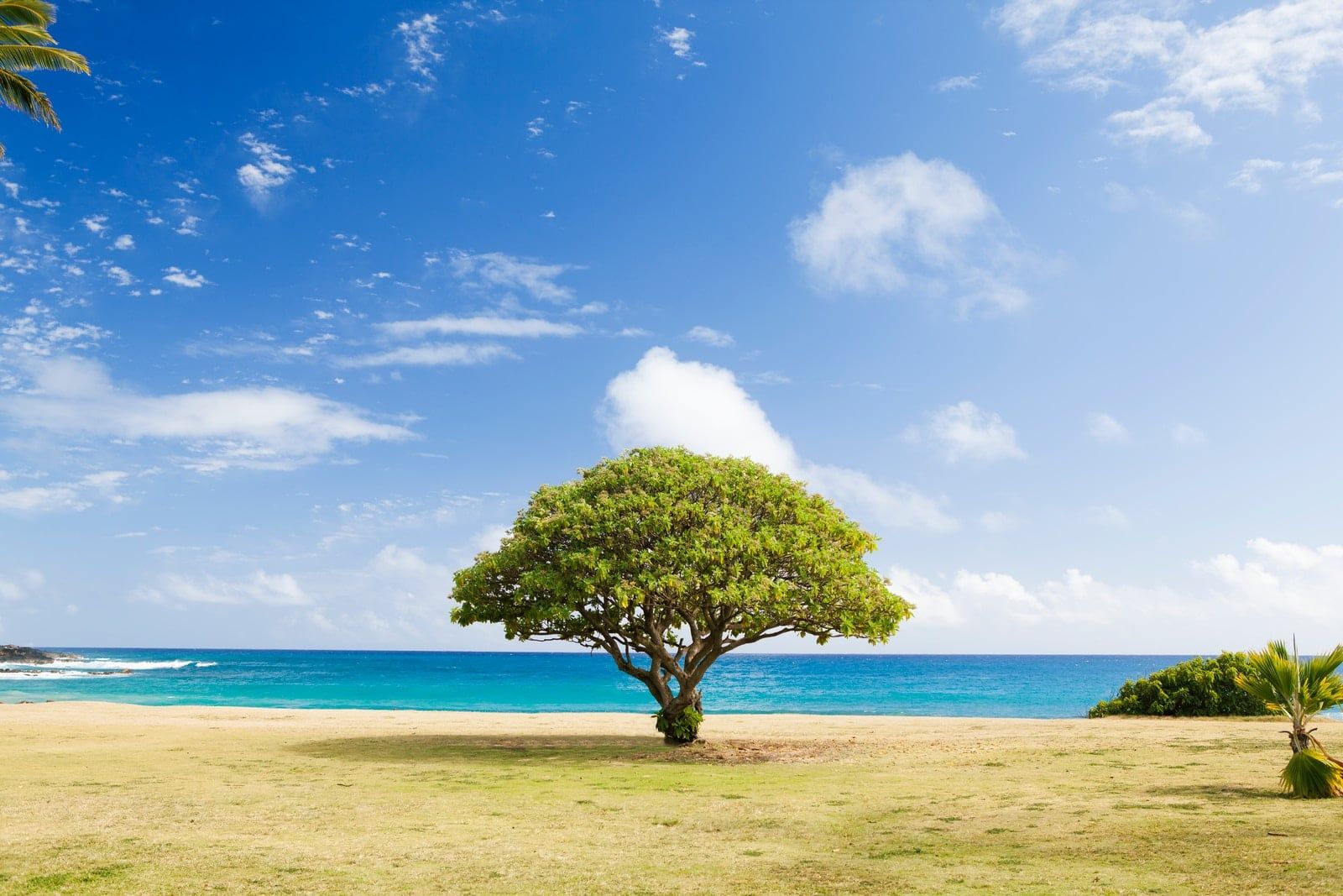 شجرة الأوراق الخضراء على الشاطئ